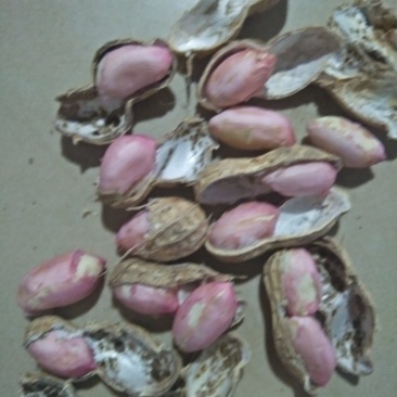 湖北老芦，白沙花生上市中，鲜货，保证质量，，欢迎致电