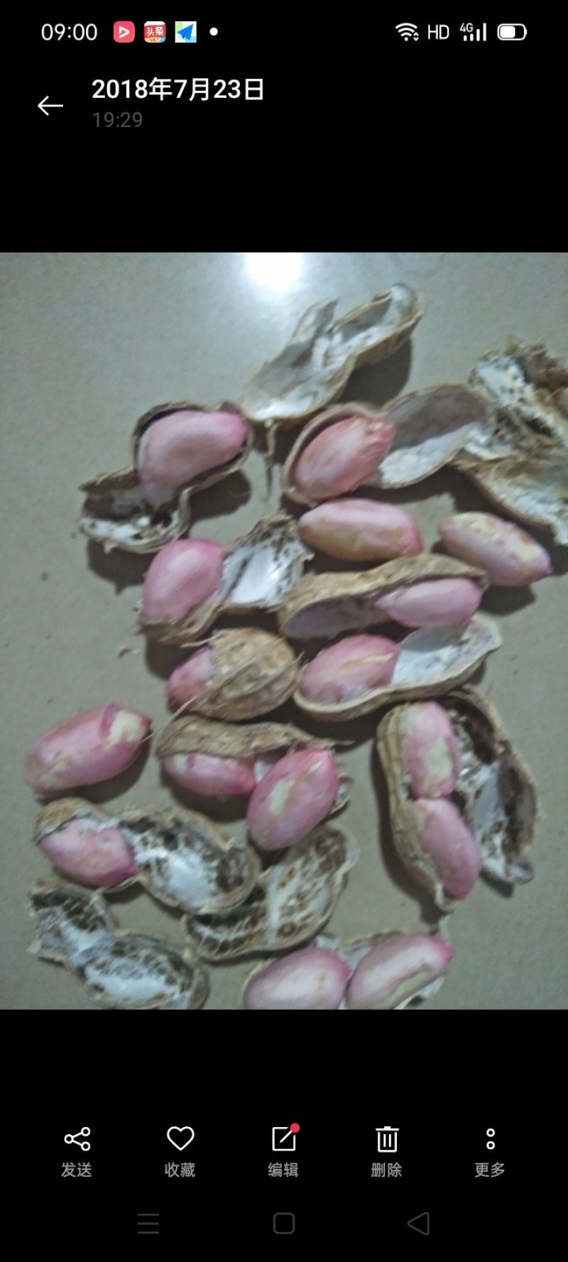湖北老芦，白沙花生上市中，鲜货，保证质量，，欢迎致电