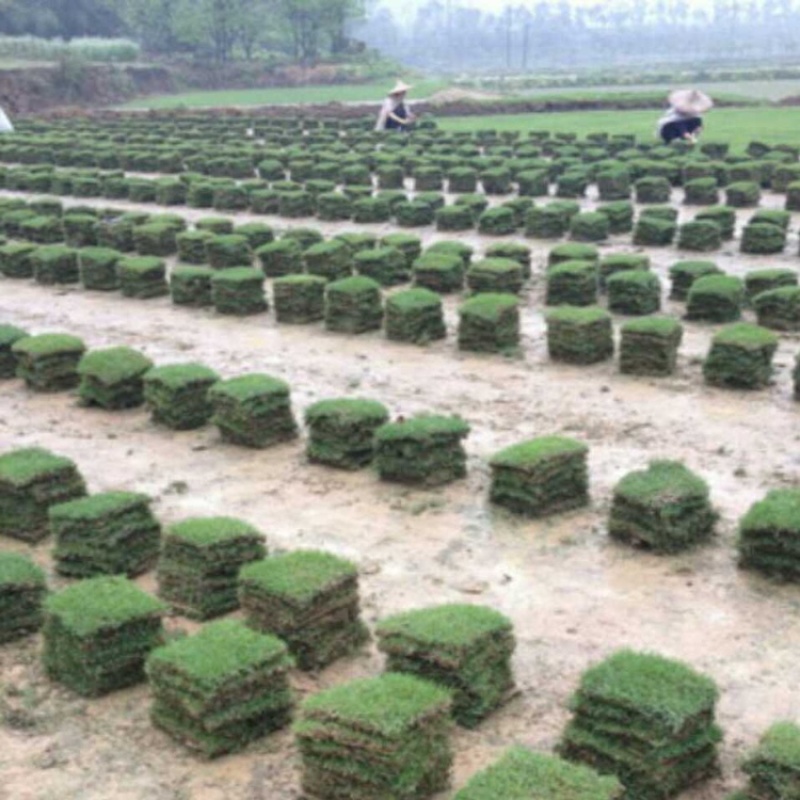 钦州、马尼拉草、草块，草卷，场地直售，质量优良