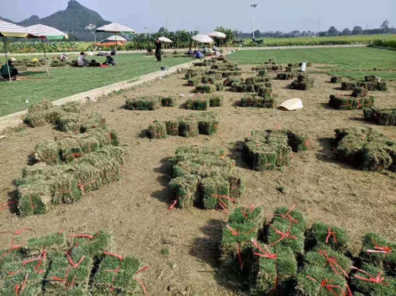 钦州、马尼拉草、草块，草卷，场地直售，质量优良