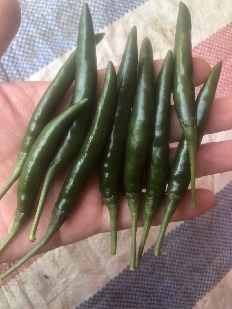 大艳红大艳青小米椒