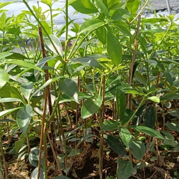 罗马东荣八角嫁接杯苗