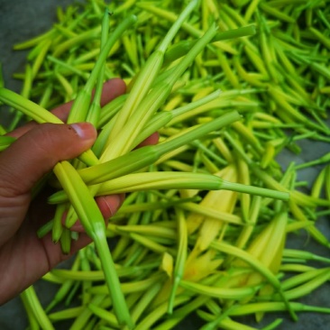 甘肃庆阳黄花菜农家自产新鲜干活500克包邮
