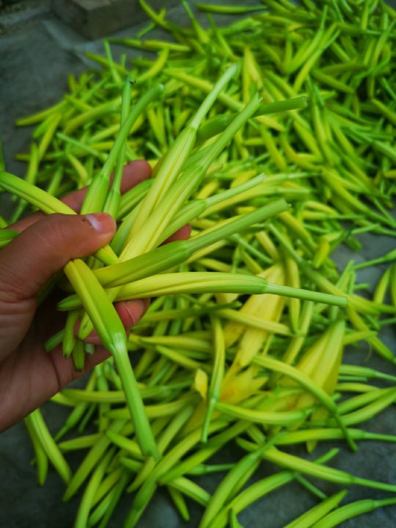 甘肃庆阳黄花菜农家自产新鲜干活500克包邮