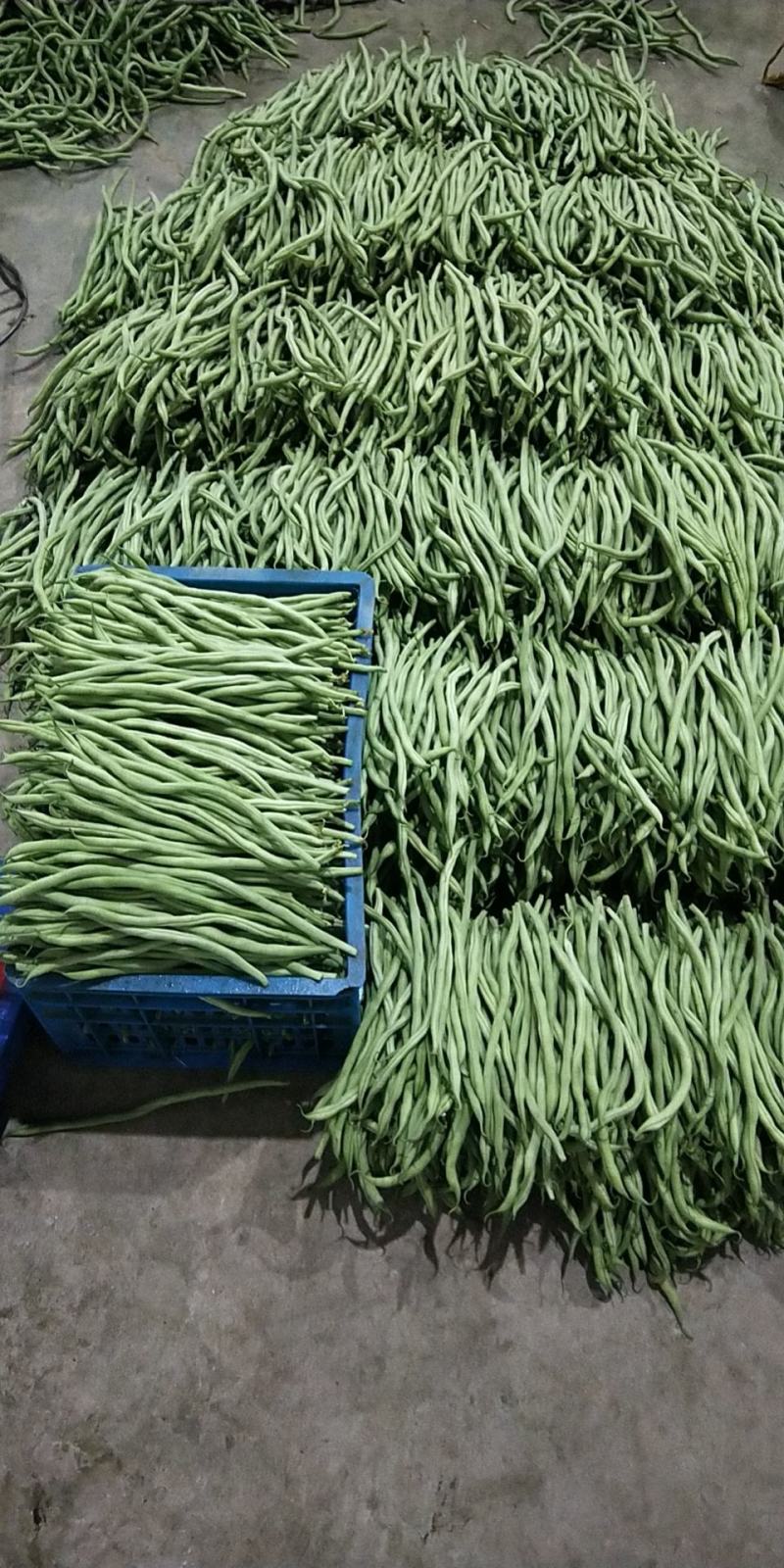 精品无精豆新货上市