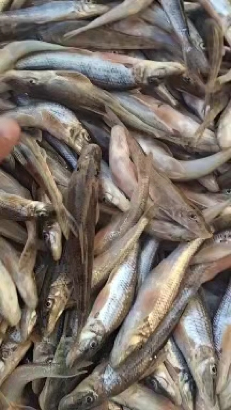 桃花马口小白鱼高山冷水鱼好吃肉质鲜美可口