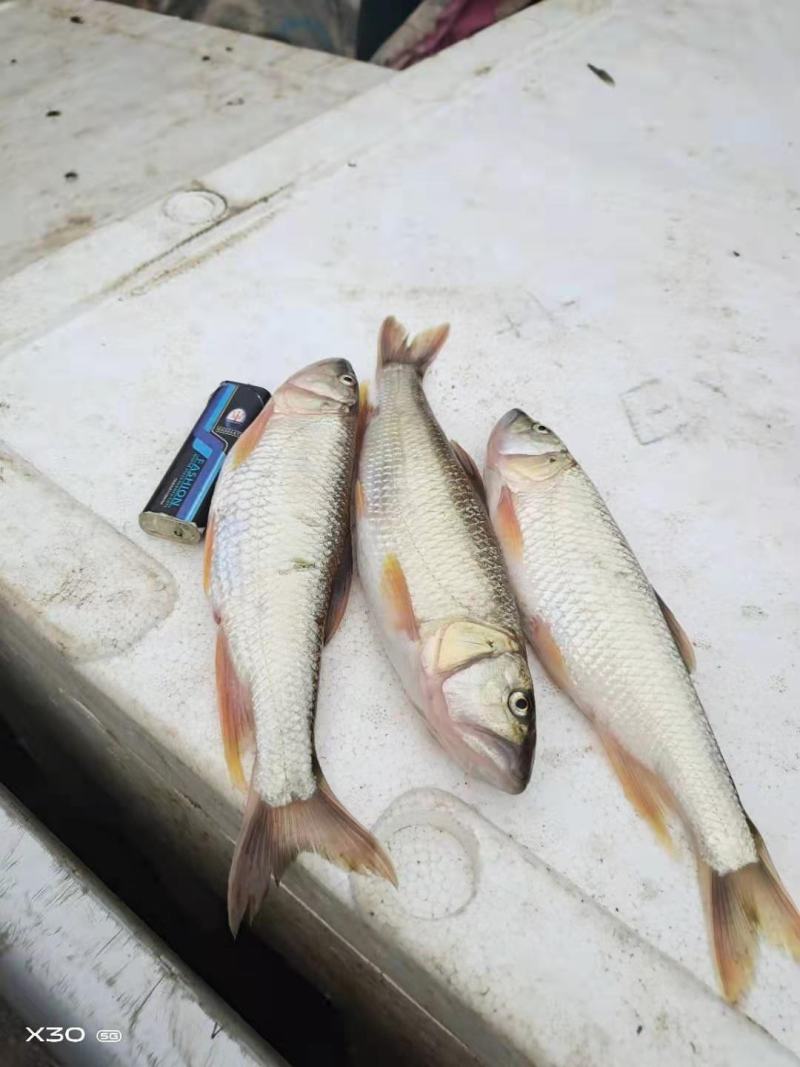 桃花马口小白鱼高山冷水鱼好吃肉质鲜美可口