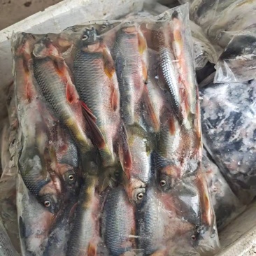 桃花马口小白鱼高山冷水鱼好吃肉质鲜美可口