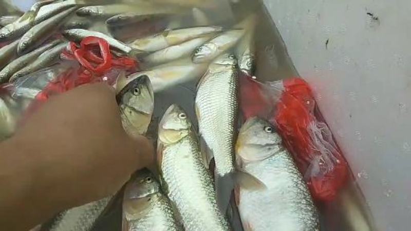 桃花马口小白鱼高山冷水鱼好吃肉质鲜美可口
