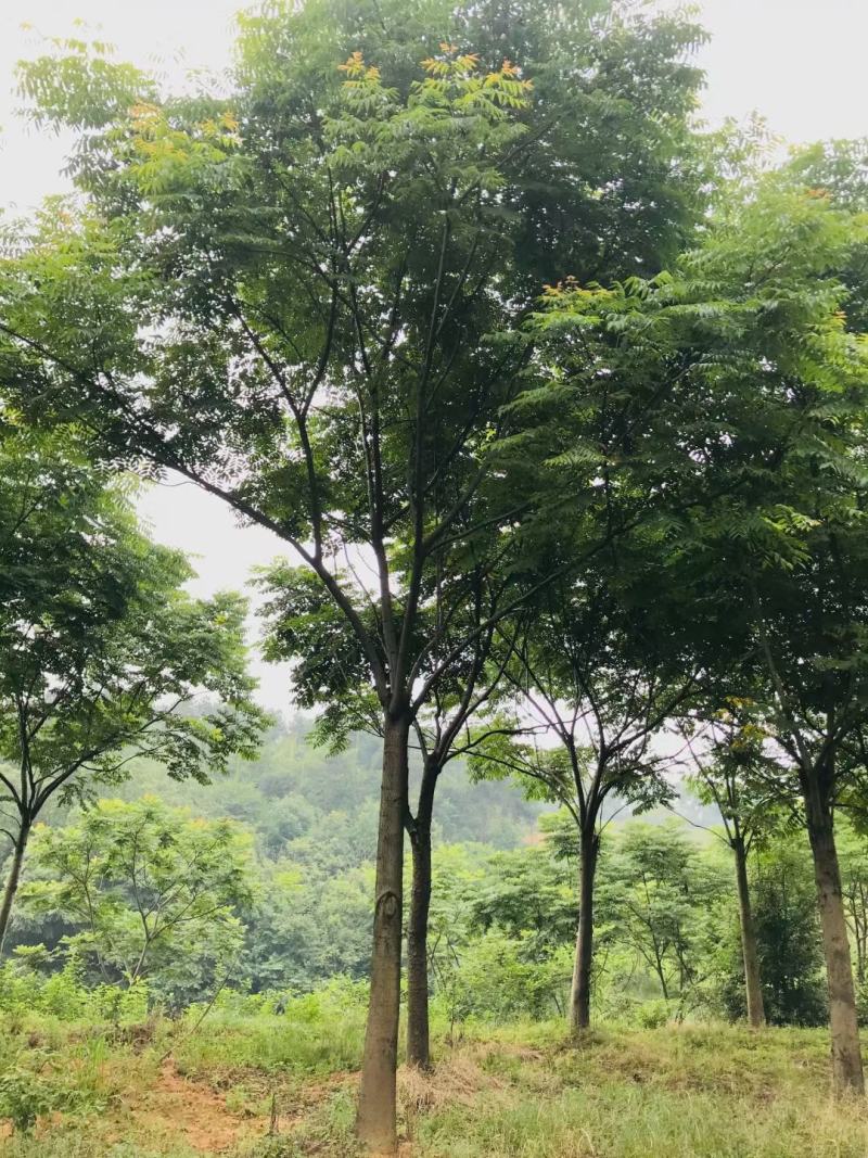 栾树15～30公分移栽截杆发冒栾树自家苗圃，支持打号
