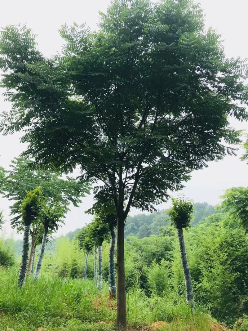 栾树15～30公分移栽截杆发冒栾树自家苗圃，支持打号