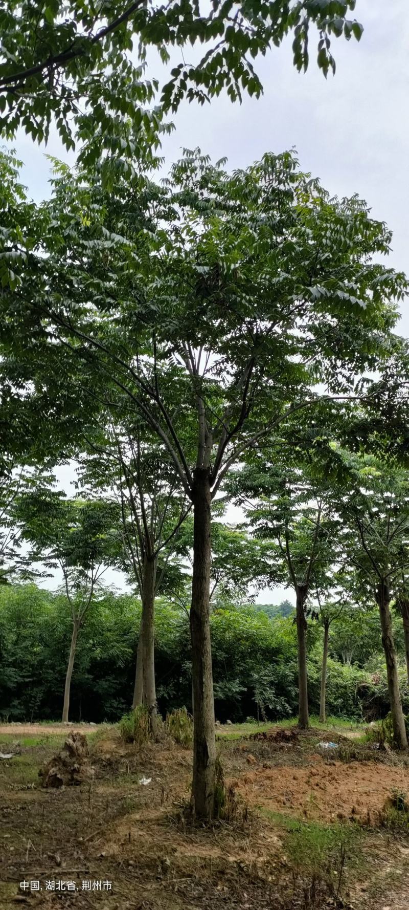 栾树15～30公分移栽截杆发冒栾树自家苗圃，支持打号