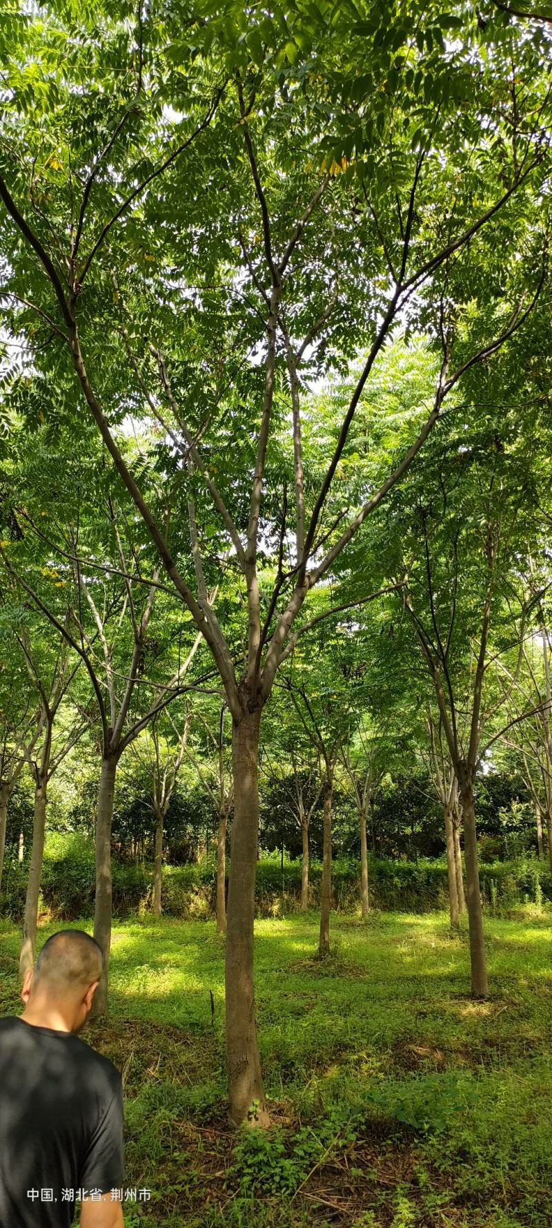 栾树15～30公分移栽截杆发冒栾树自家苗圃，支持打号