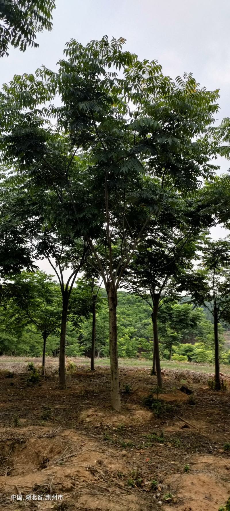 栾树15～30公分移栽截杆发冒栾树自家苗圃，支持打号