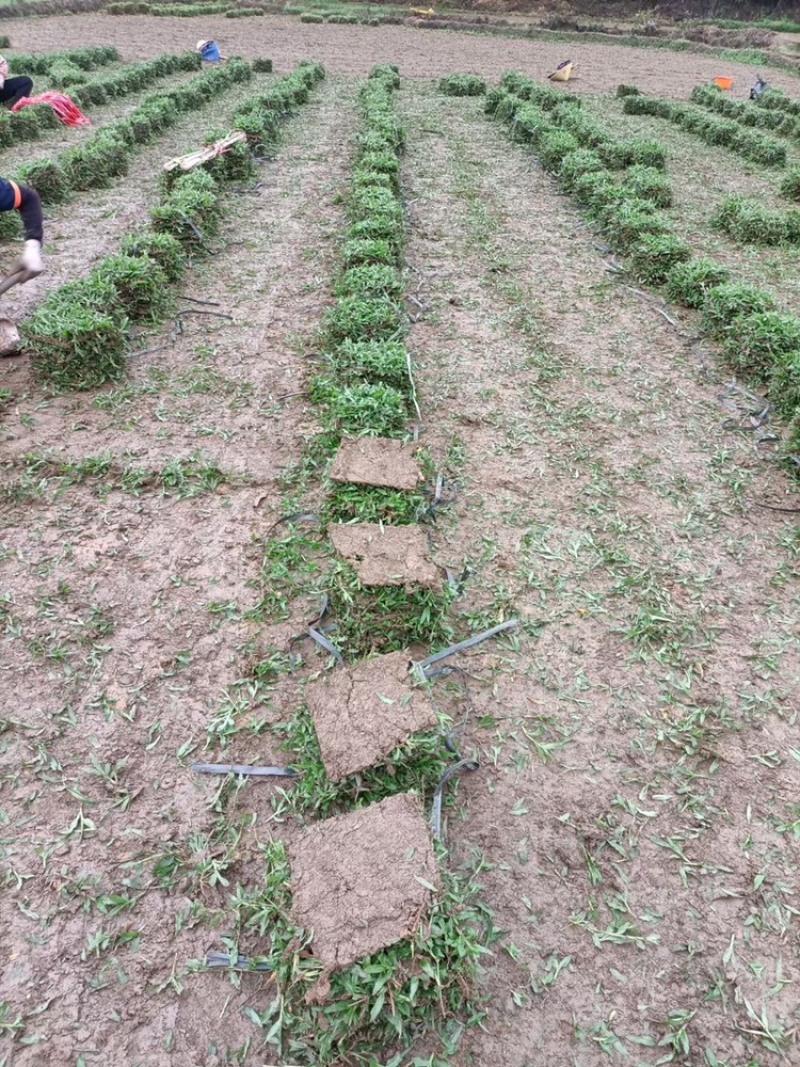 大叶油草皮，马尼拉草皮，场地直售，品质优良