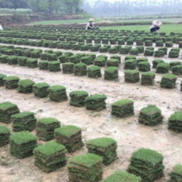 马尼拉草皮，台湾草，场地直售，品质优良