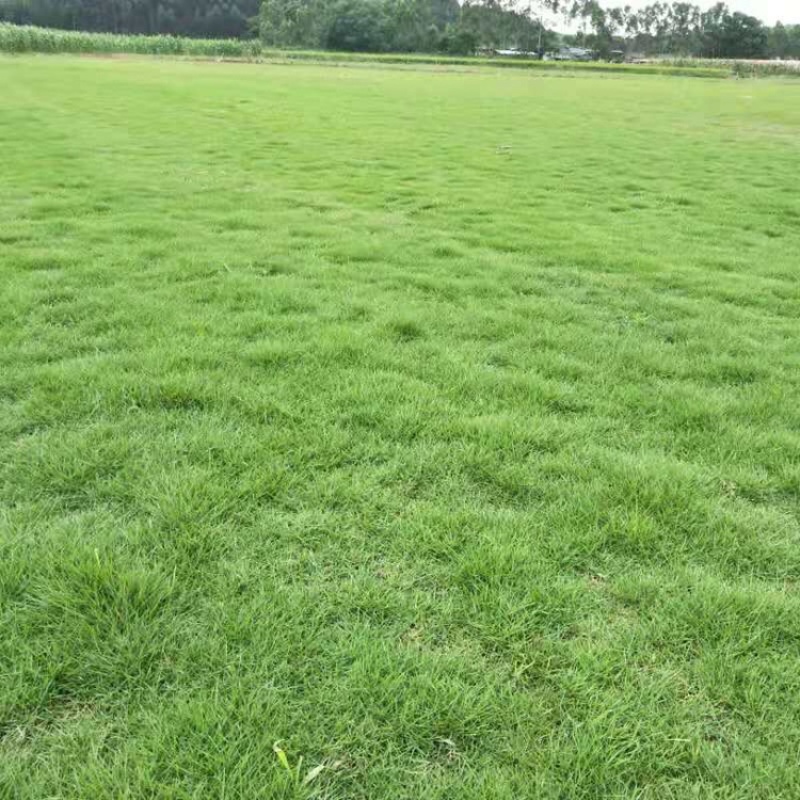 马尼拉草皮，台湾草，场地直售，品质优良