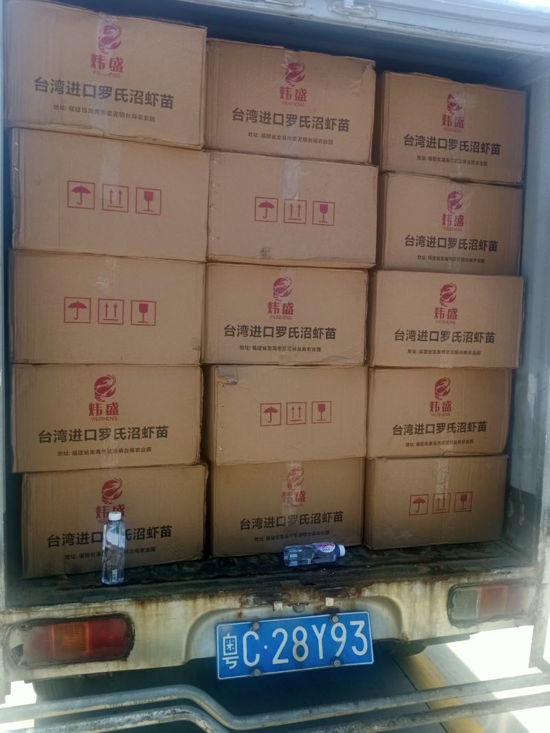 罗氏虾虾苗罗氏沼虾虾苗长臂虾淡水虾苗