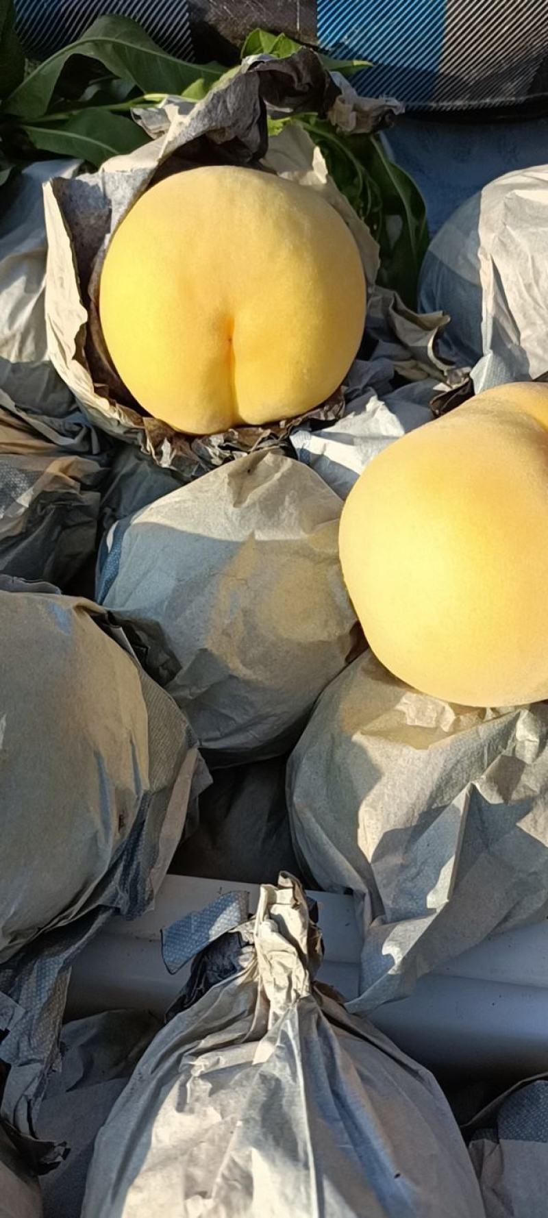 徐州丰县大沙河百果园水果基地，主营黄桃，黄金密，黄金刚，