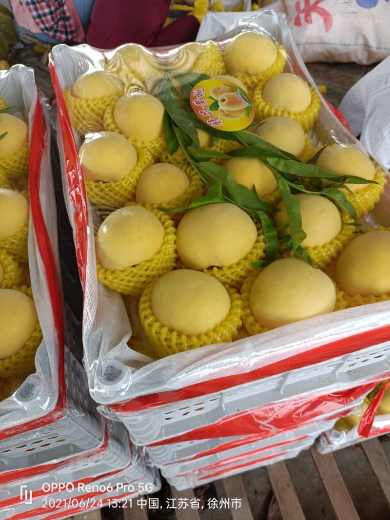 徐州丰县大沙河百果园水果基地，主营黄桃，黄金密，黄金刚，