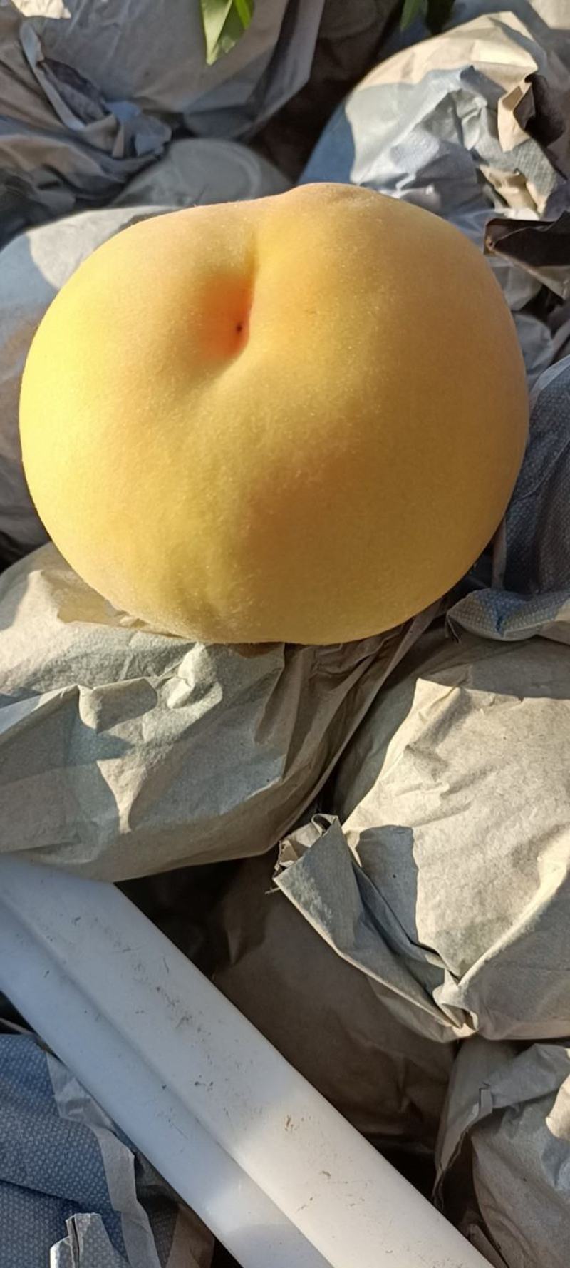 徐州丰县大沙河百果园水果基地，主营黄桃，黄金密，黄金刚，