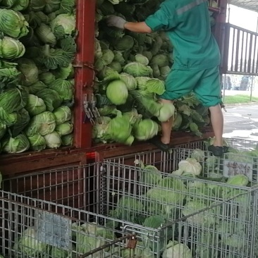 工厂包菜（全年供货）品种多样。货源稳定。