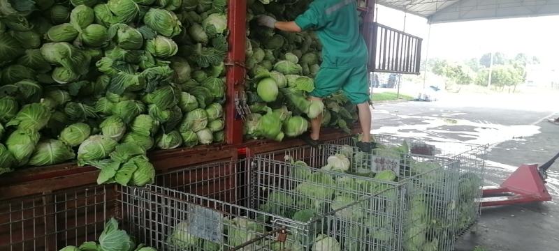 工厂包菜（全年供货）品种多样。货源稳定。