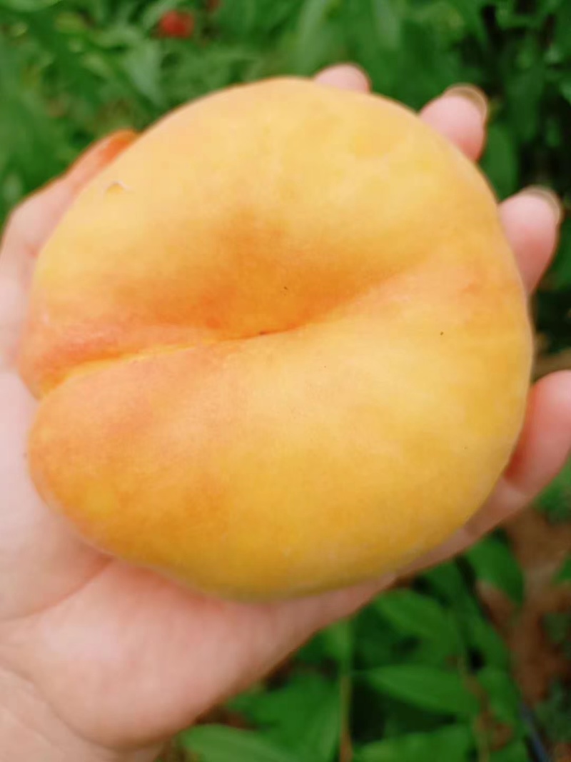 黄金蟠桃