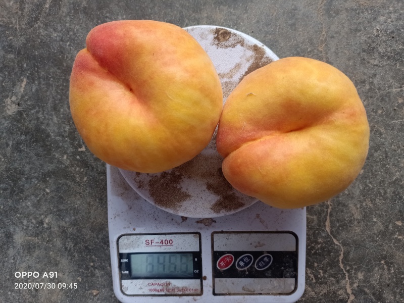 黄金蟠桃