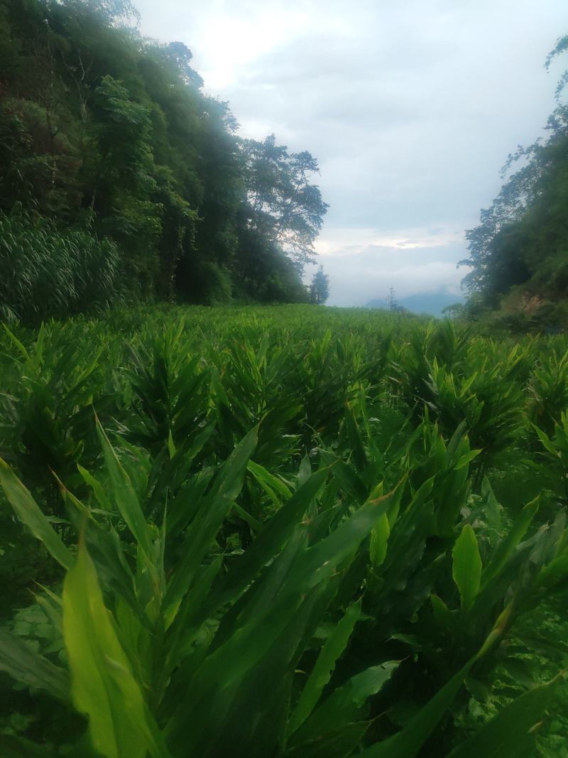 云南阳荷