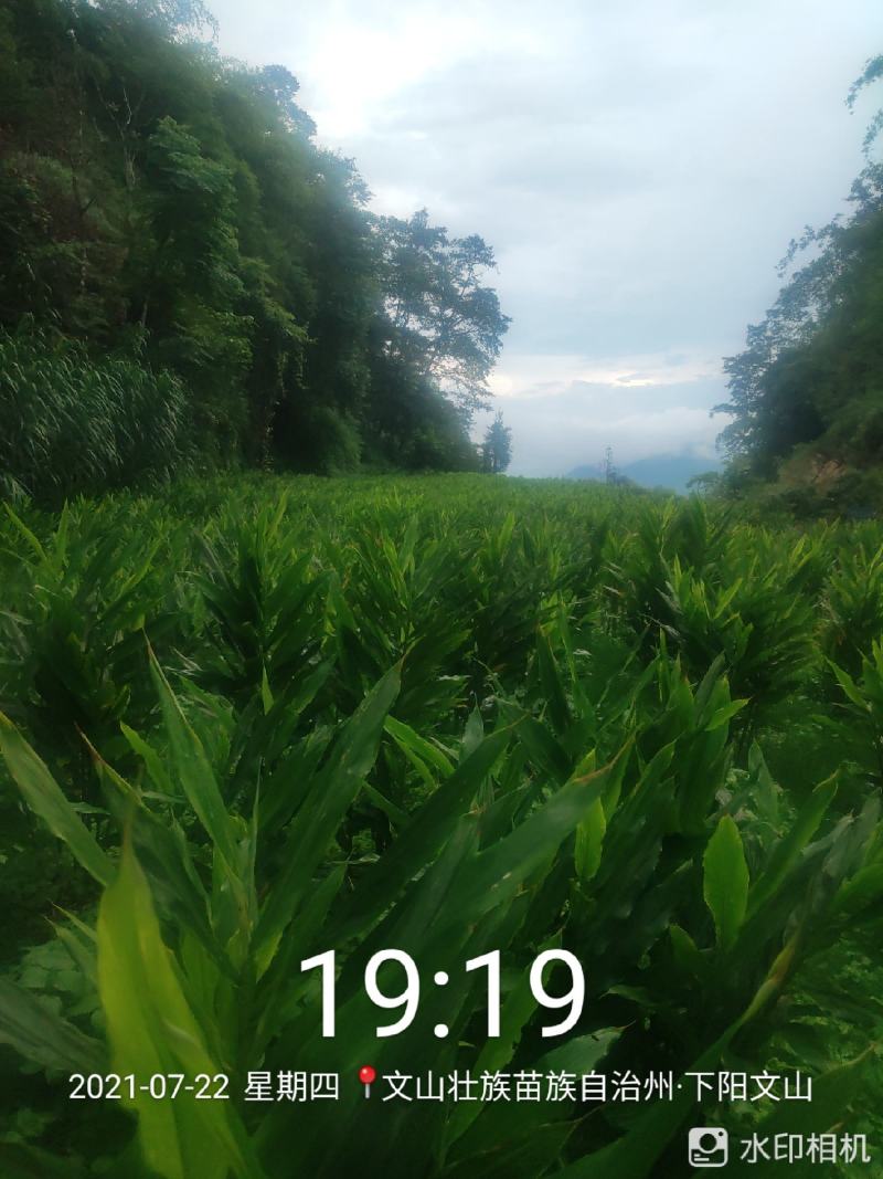 云南阳荷