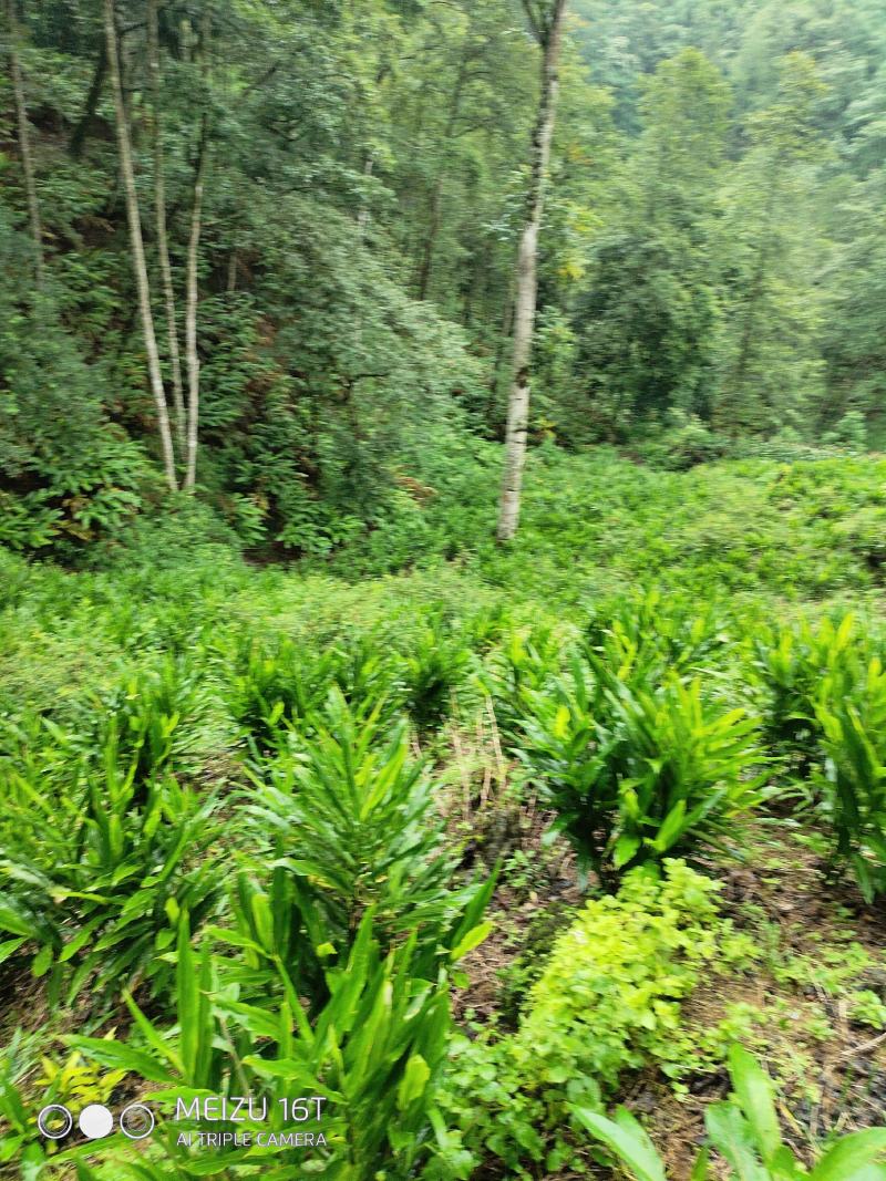 云南阳荷