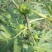 威海青皮无花果春果上市，香甜软糯，回味无穷，原产地新鲜采