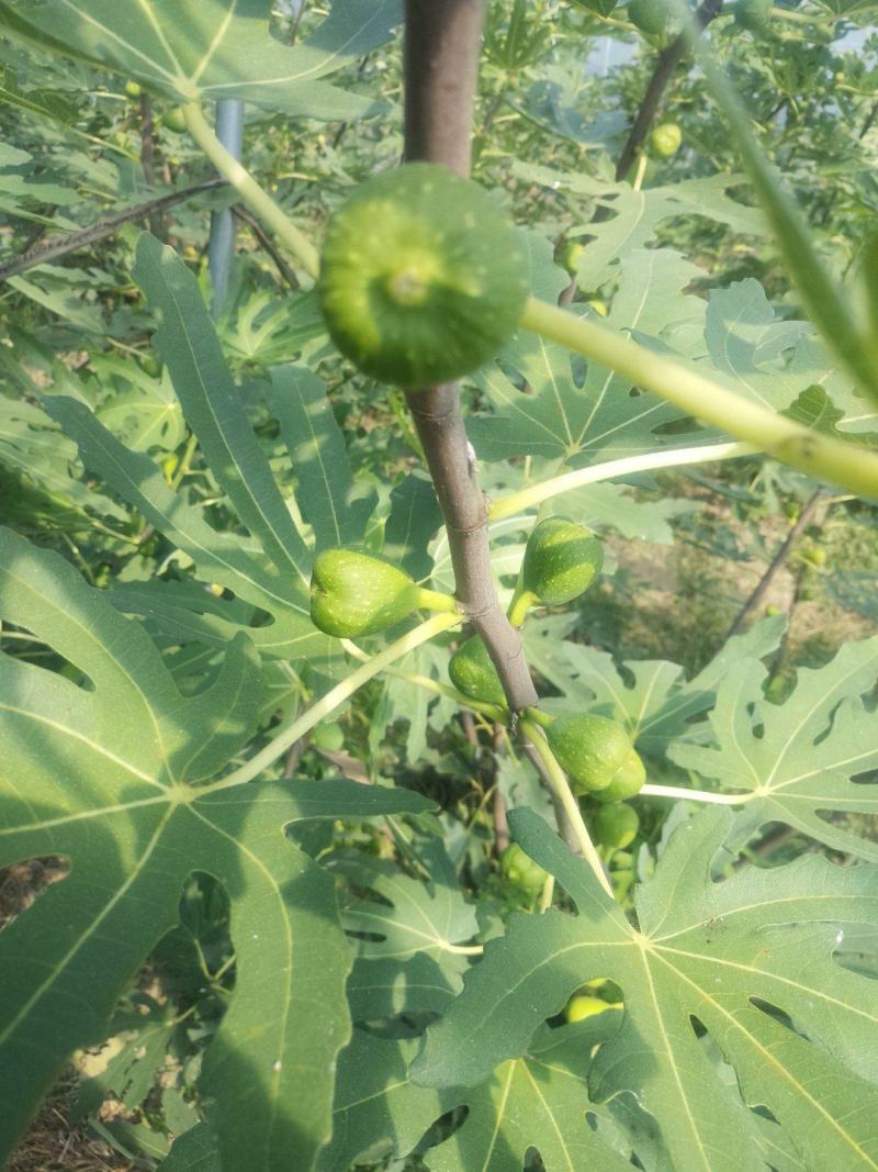 威海青皮无花果春果上市，香甜软糯，回味无穷，原产地新鲜采
