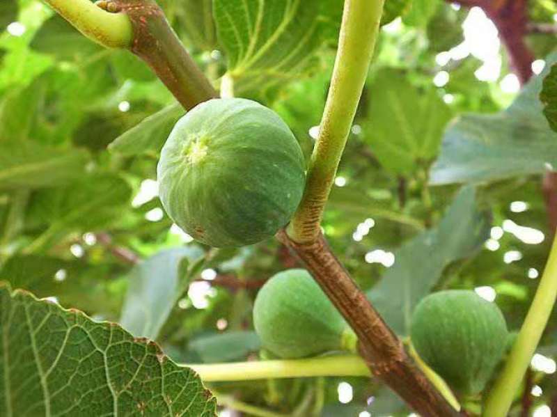 威海青皮无花果春果上市，香甜软糯，回味无穷，原产地新鲜采