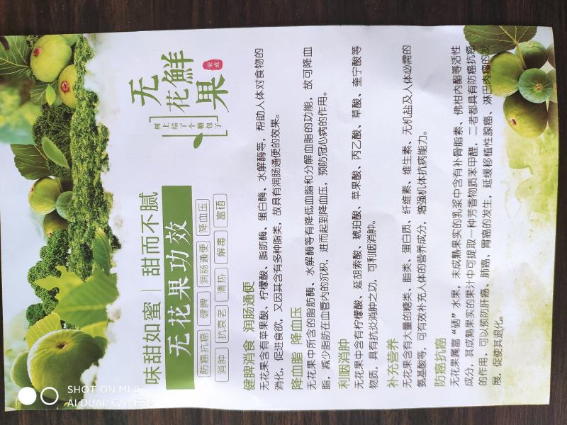 威海青皮无花果春果上市，香甜软糯，回味无穷，原产地新鲜采