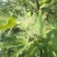 威海青皮无花果春果上市，香甜软糯，回味无穷，原产地新鲜采