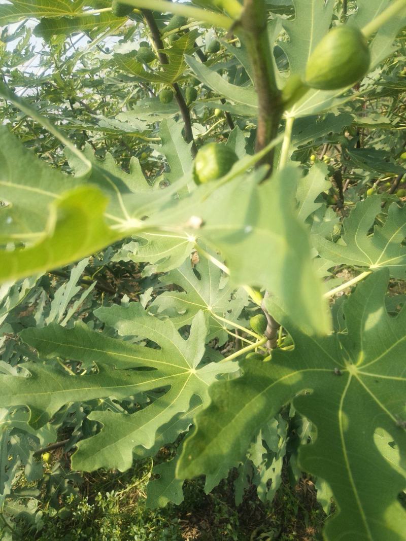 威海青皮无花果春果上市，香甜软糯，回味无穷，原产地新鲜采