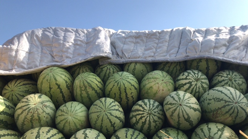 新疆西瓜，金城五号，安农二号，订货装车！