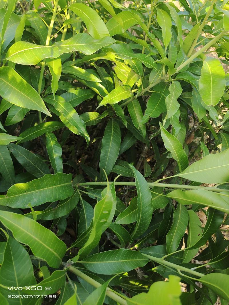 芒果杯苗，台农金煌移植杯苗高度嫁接口25公分以上