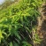 芒果杯苗，台农金煌移植杯苗高度嫁接口25公分以上
