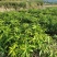 芒果杯苗，台农金煌移植杯苗高度嫁接口25公分以上