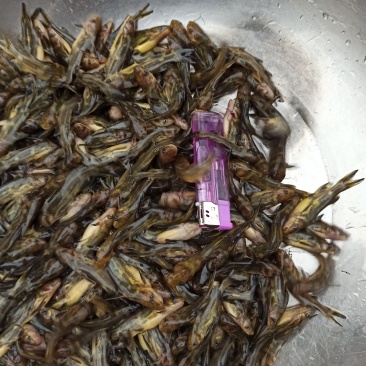 黄颡鱼苗