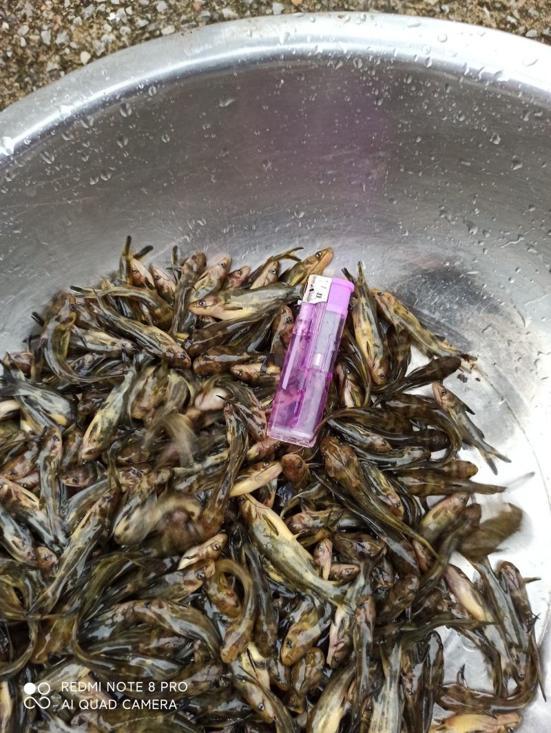 黄颡鱼苗