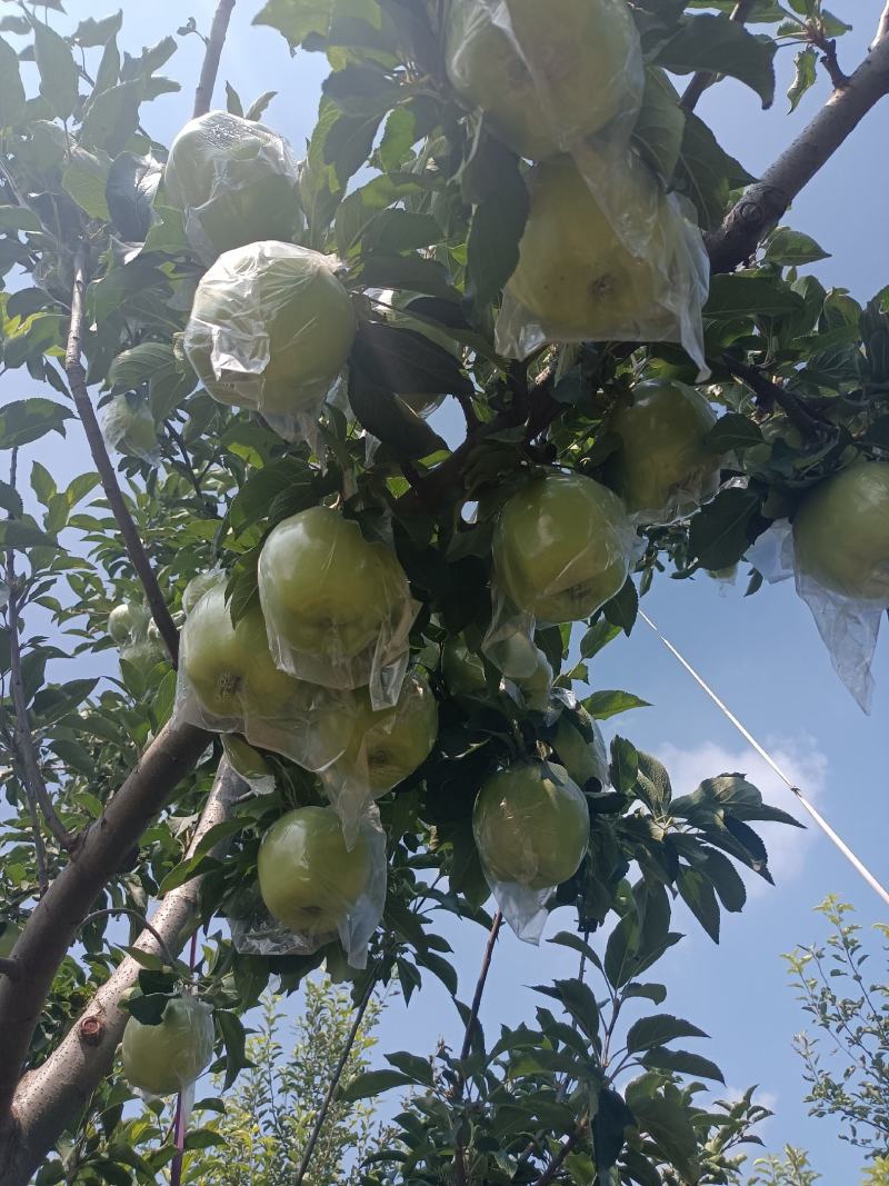 【推荐】中秋王青苹果美八青苹果四两起步产地直发