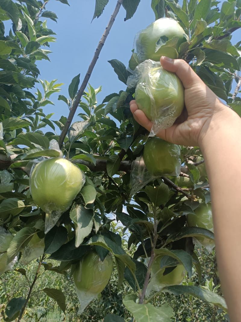 【推荐】中秋王青苹果美八青苹果四两起步产地直发