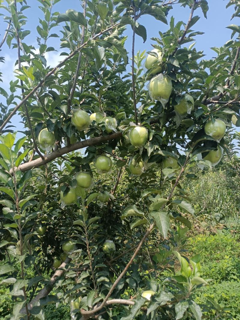 【推荐】中秋王青苹果美八青苹果四两起步产地直发