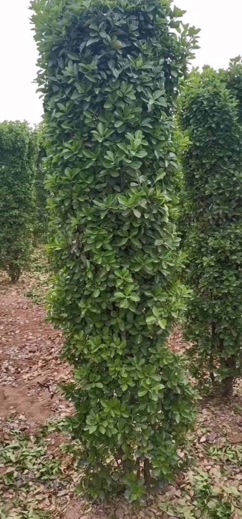 主营：大叶黄杨球，大叶黄杨柱，大叶黄杨苗等各种规格苗木