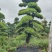 造型红花继木