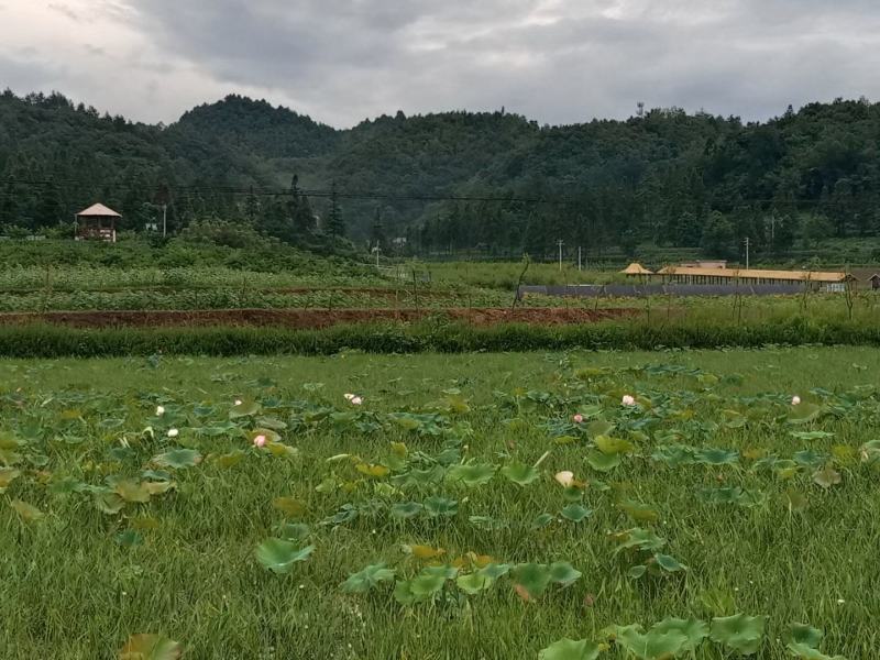 高原小蒜，小根蒜，薤白，苦藠，又大又圆颜色好